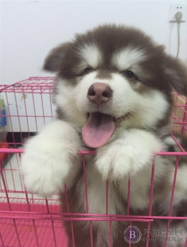 昭通买狗 昭通买红**斯加 狗场红**出售